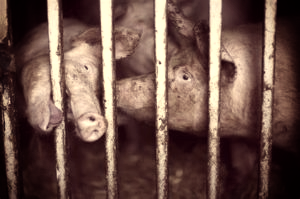 Pigs in confined space. Image from Canadians for the Ethical Treatment of Animals.