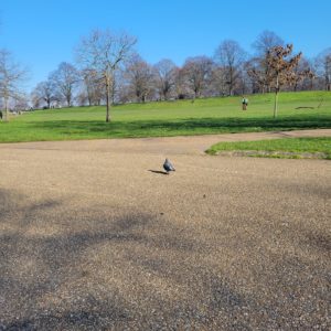 A pigeon soaking in the sun while taking a stroll in Hyde Park.