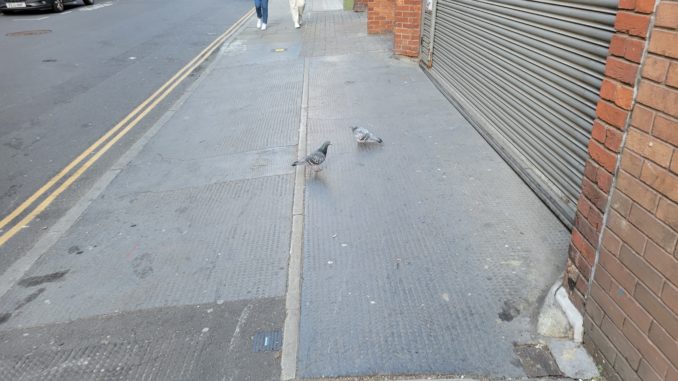 Two pigeons chilling on the sidewalk.