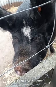 Visiting the mama pigs at Stepney City Farm.