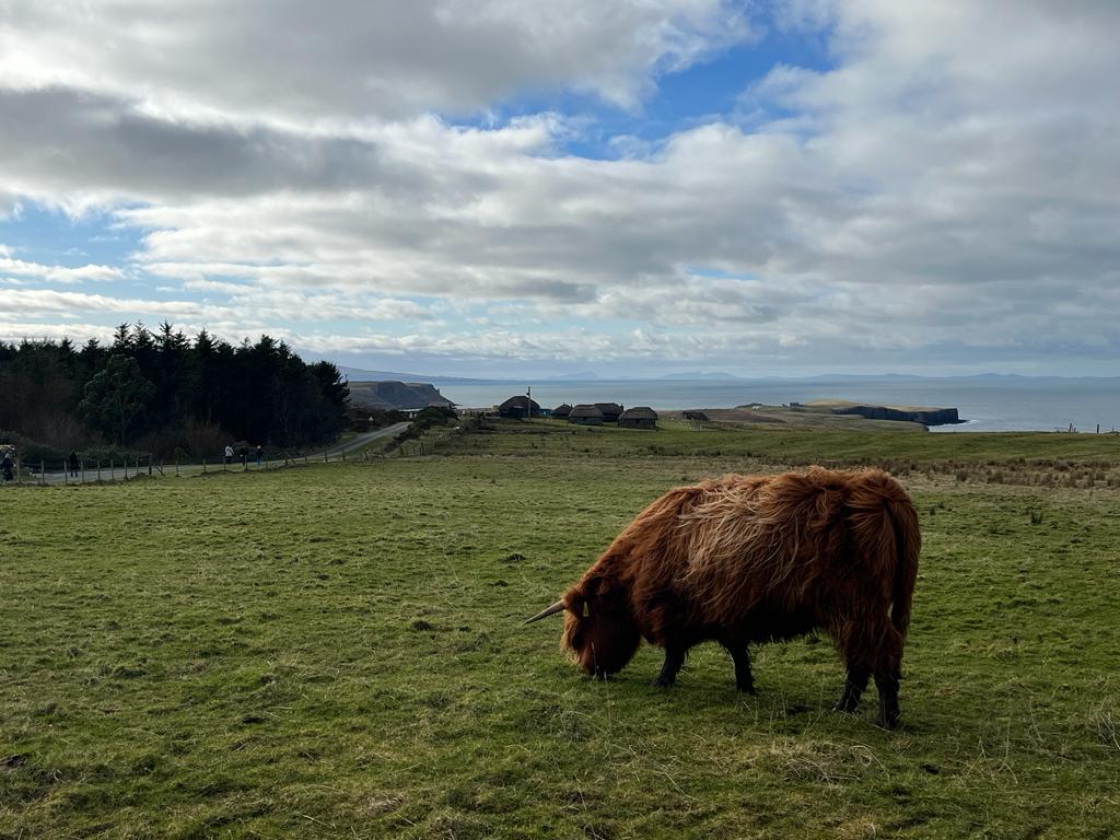 Heilan coo in Scotland. Photo submitted by Grace Miller.