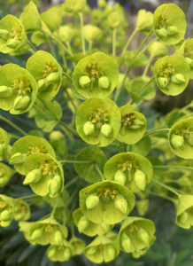 A brightly-colored cluster of the Mediterranean spurge plant.