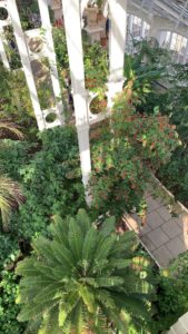 A view from the balcony of the Temperate House, showing a climbing ‘Ruby Clusters’ plant, among others.