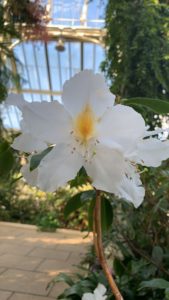 A white rhododendron in the Temperate House, one of Kew Gardens’ five glasshouses.